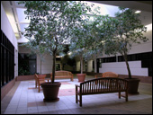 Interior office center common area with benches and trees.